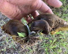 Boletinellus merulioides