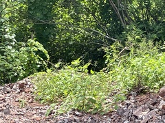 Geococcyx californianus