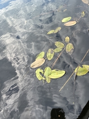 Potamogeton natans
