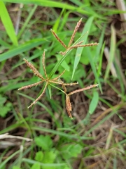Cyperus rotundus