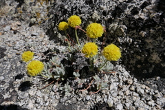 Eriogonum rosense