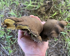 Boletinellus merulioides