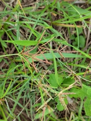 Cyperus rotundus