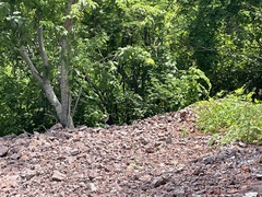 Geococcyx californianus