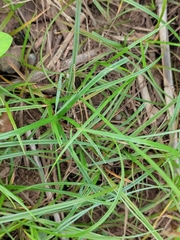 Cyperus rotundus