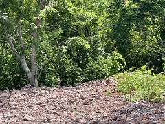 Geococcyx californianus