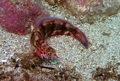 Eupetrichthys angustipes