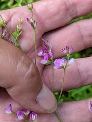 Lespedeza