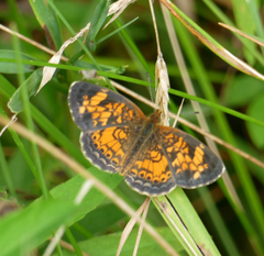 Phyciodes tharos