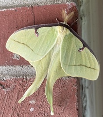 Actias luna
