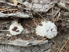 Reticularia lycoperdon