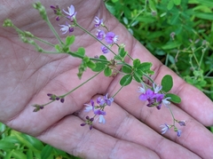 Lespedeza