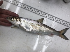 Coregonus artedi