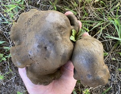 Boletinellus merulioides