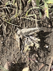 Dissosteira carolina