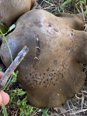 Boletinellus merulioides