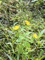 Hypericum mutilum