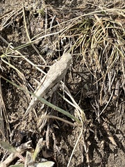 Dissosteira carolina