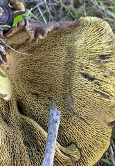 Boletinellus merulioides