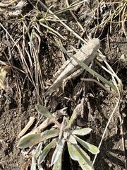 Dissosteira carolina