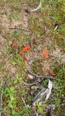 Trametes sanguinea