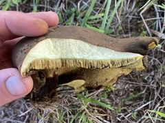 Boletinellus merulioides