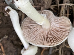 Agaricus sylvicola