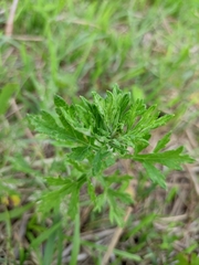 Artemisia argyi