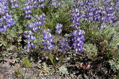 Lupinus lepidus