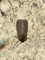Phragmatobia fuliginosa