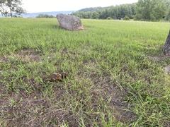 Boletinellus merulioides