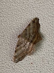 Macaria multilineata