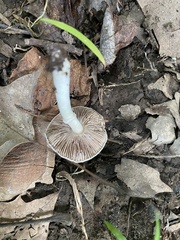 Agaricus sylvicola