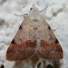 Hemeroplanis historialis