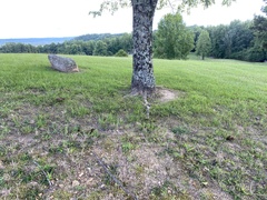 Boletinellus merulioides