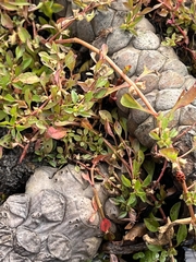 Ludwigia palustris