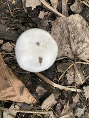 Agaricus sylvicola