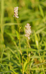 Persicaria pensylvanica