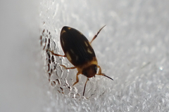 Hydroglyphus japonicus