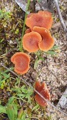 Trametes sanguinea