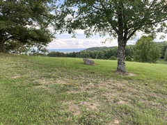 Boletinellus merulioides