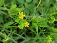 Ranunculus cantoniensis