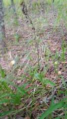 Epipactis atrorubens