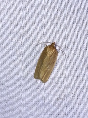 Clepsis clemensiana