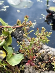Hypericum mutilum