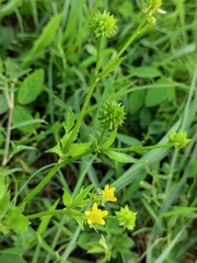 Ranunculus cantoniensis