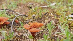 Trametes sanguinea
