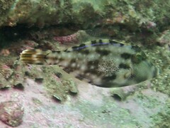 Meuschenia trachylepis