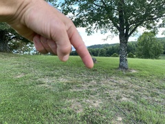 Boletinellus merulioides