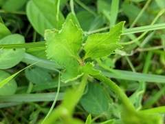 Ranunculus cantoniensis